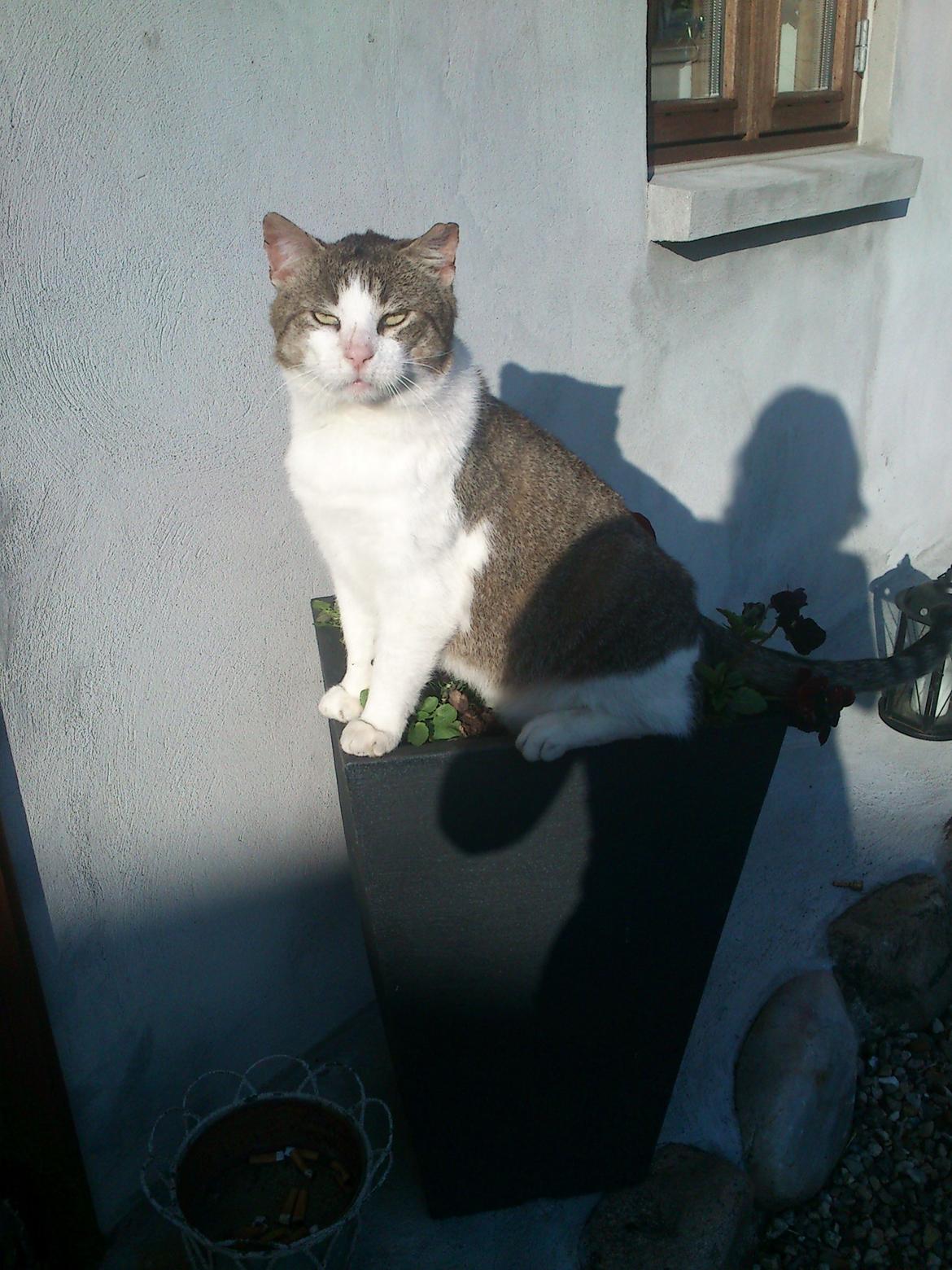 Huskat Gråmis - Hej og tak for besøget på min profil! Jeg sidder lige her og kigger efter dig til du kommer og besøger mig igen! Lig en kommentar og bedømmelse, så bliver min mor glad! billede 20