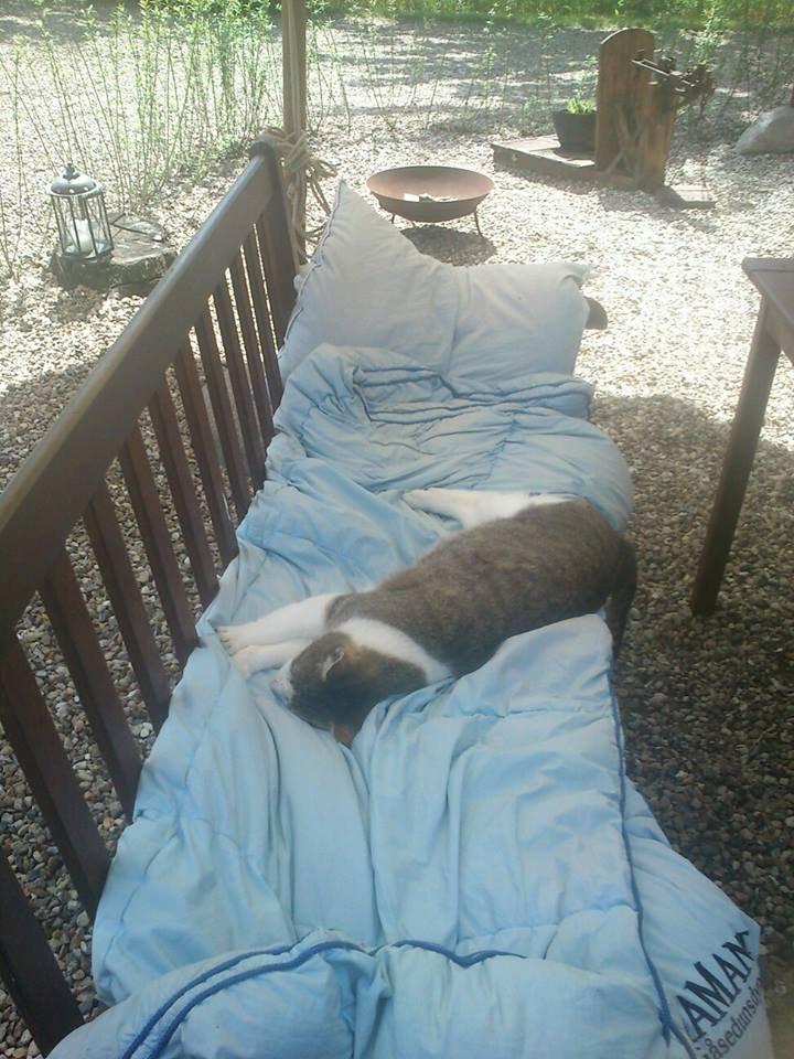 Huskat Gråmis - Gregs og mig sov ude på bænken i gårdspladsen sammen. Min sovende skønhed! billede 19