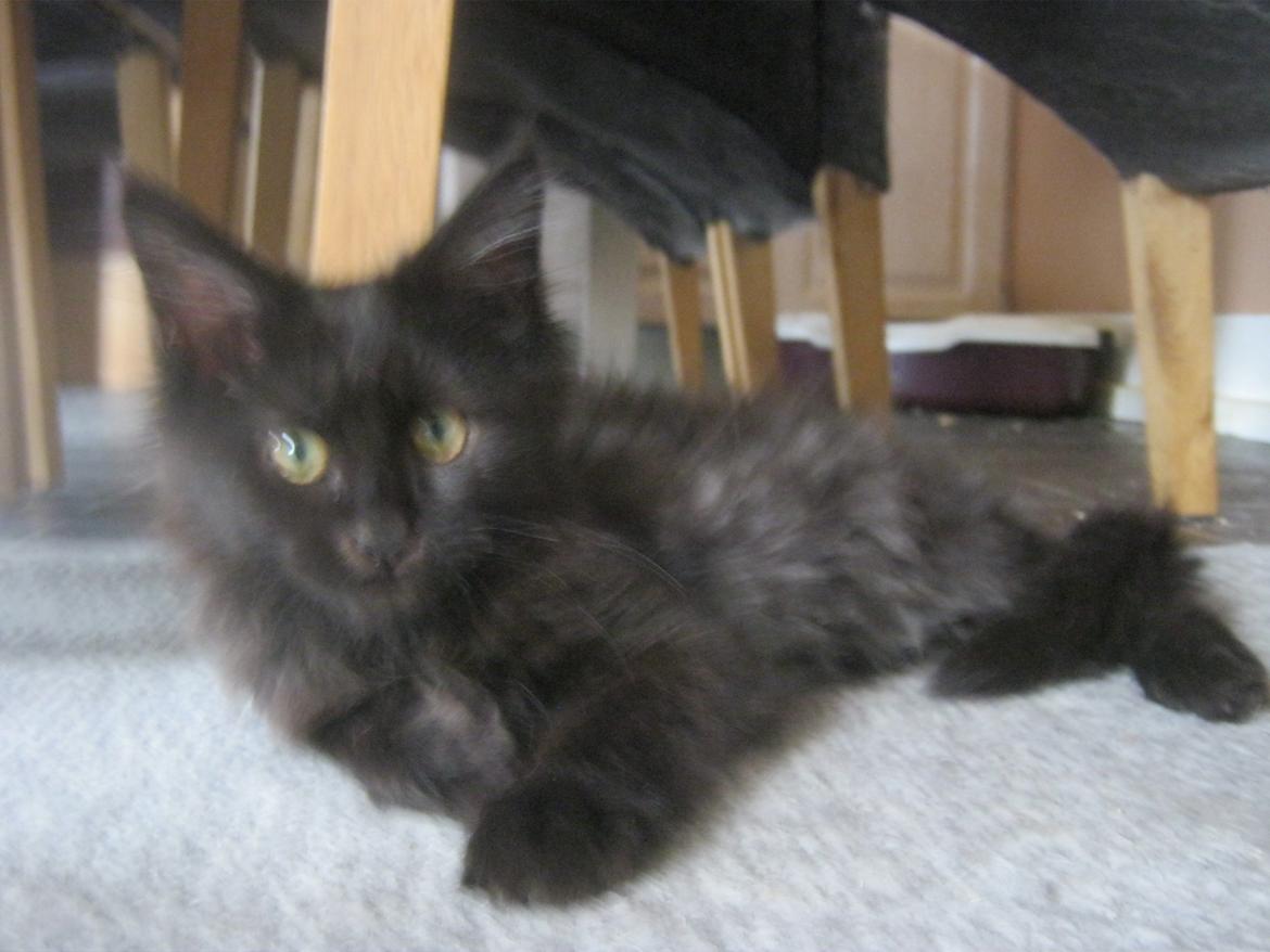 Maine Coon Sunway´s Kinder æg billede 17