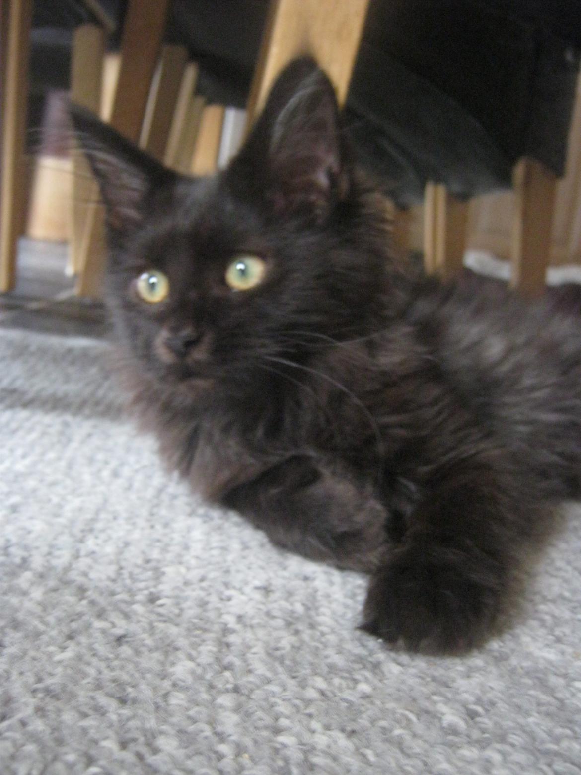 Maine Coon Sunway´s Kinder æg billede 18