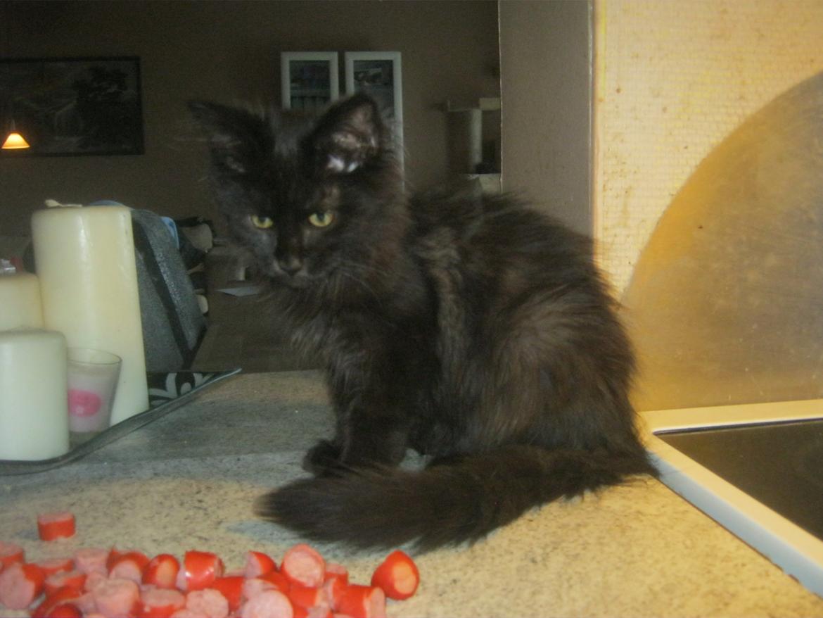 Maine Coon Sunway´s Kinder æg billede 19