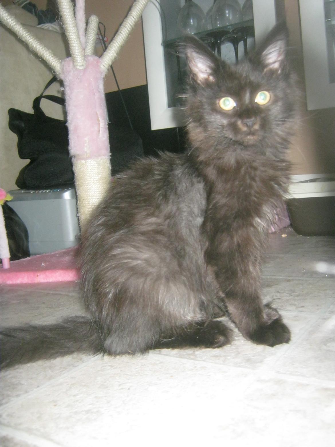 Maine Coon Sunway´s Kinder æg billede 20