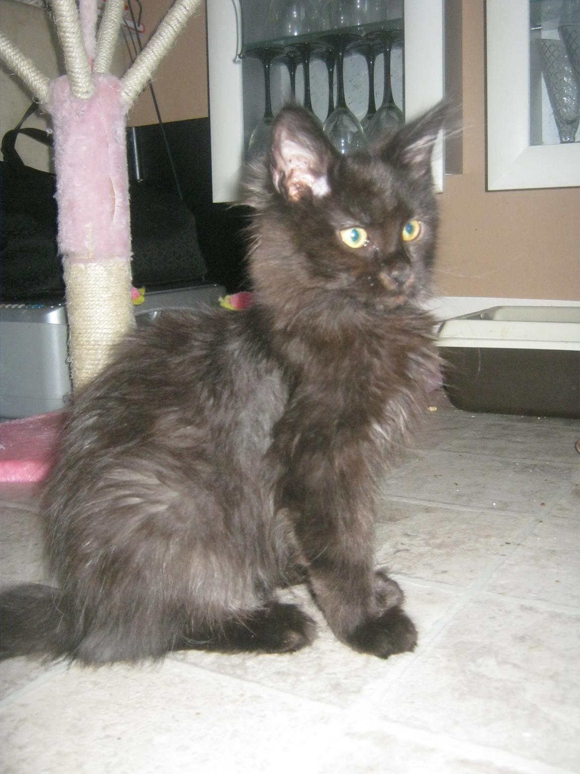 Maine Coon Sunway´s Kinder æg billede 21