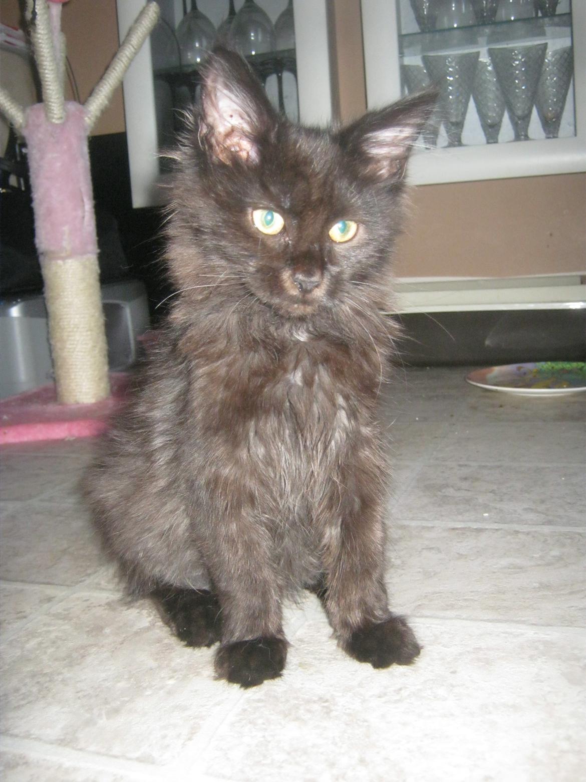 Maine Coon Sunway´s Kinder æg billede 22