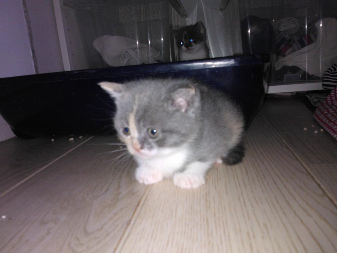 British Shorthair DK Mavika's Påskelilje (aka Nala) - Da vi så hende oppe hos avler første gang :)  billede 2