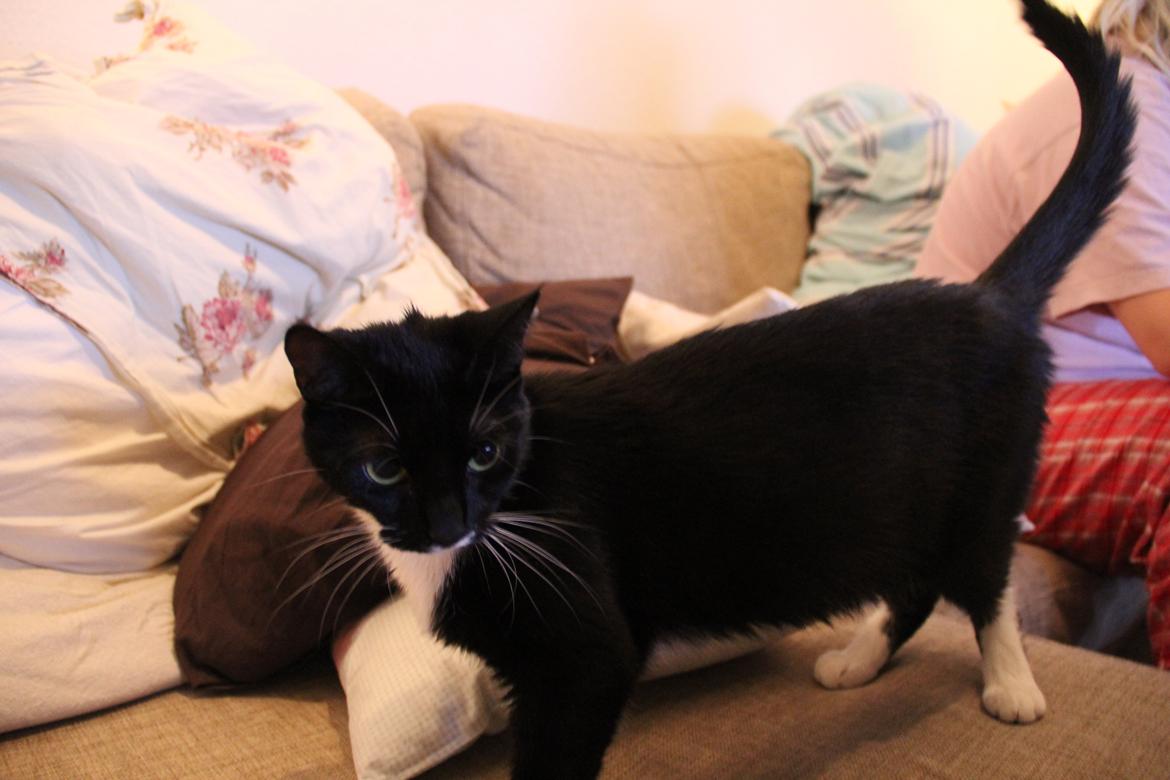 Huskat Helene billede 3