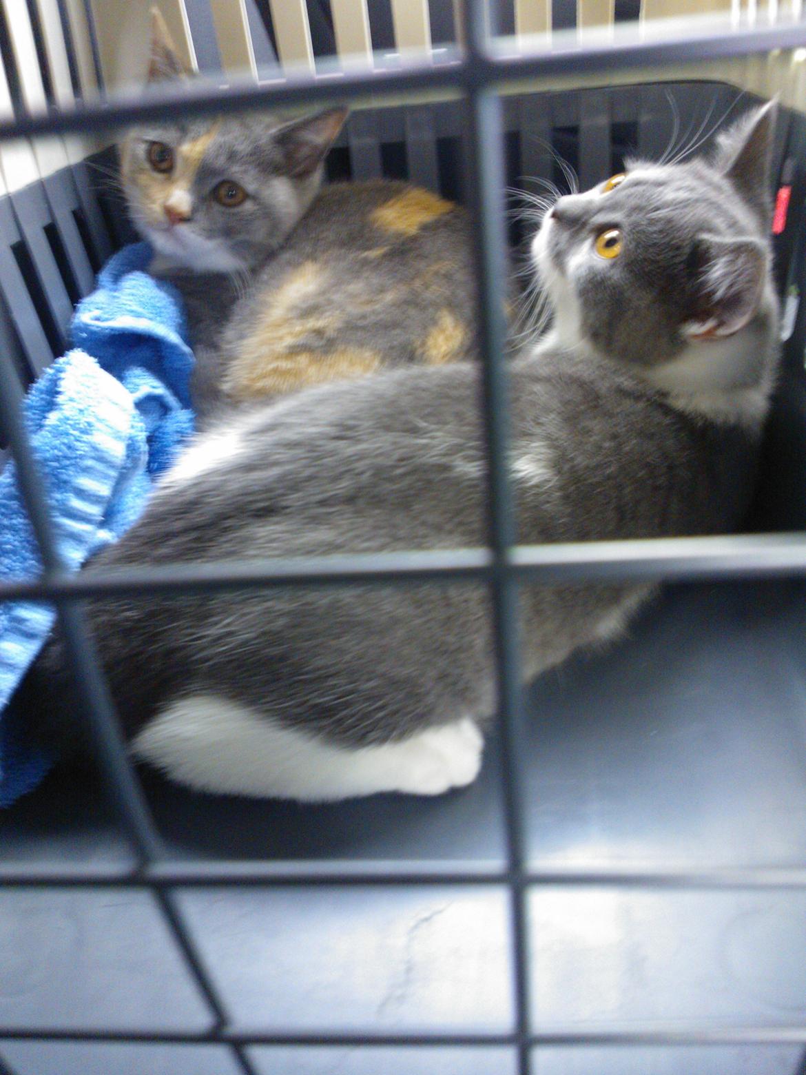 British Shorthair DK Mavika's Mælkebøtte (aka Aya) - På vej til det nye hjem, sammen med søster :)  billede 3