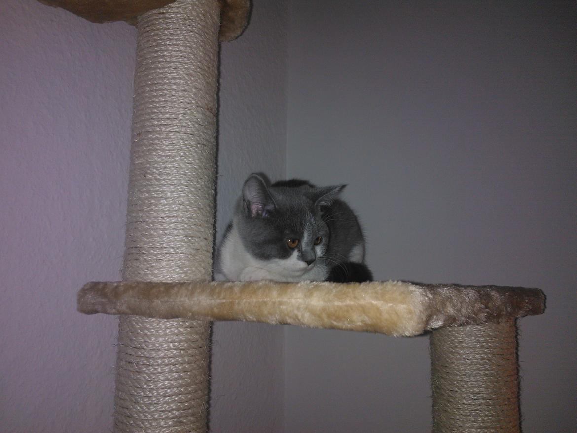 British Shorthair DK Mavika's Mælkebøtte (aka Aya) - Lige kommet hjem og allerede i kradsetræet.. 
Så modig :)  billede 4