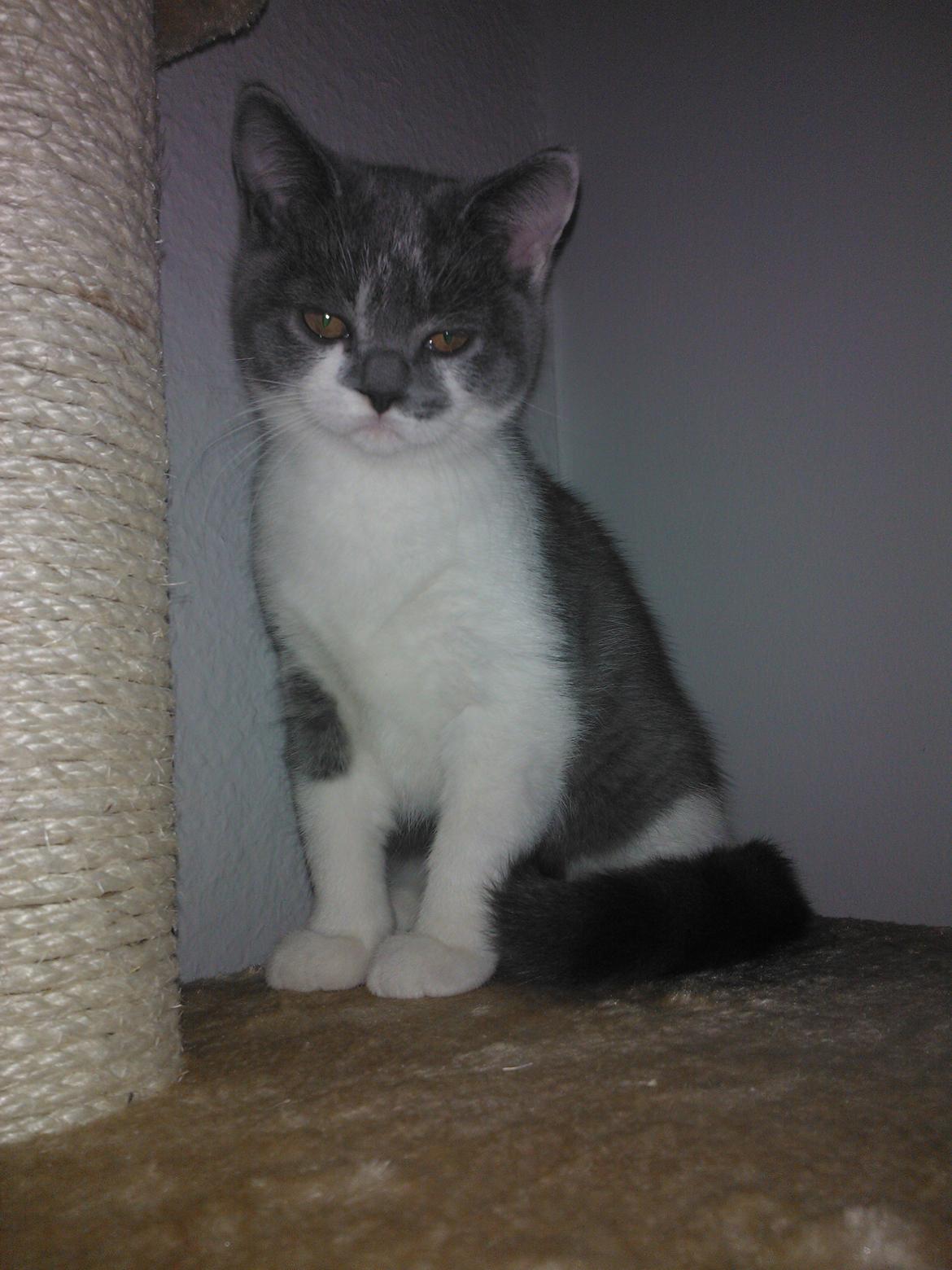 British Shorthair DK Mavika's Mælkebøtte (aka Aya) billede 5