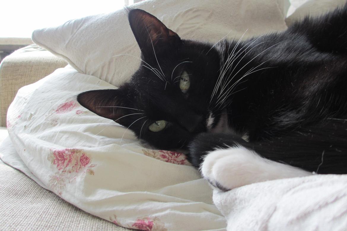 Huskat Helene billede 4