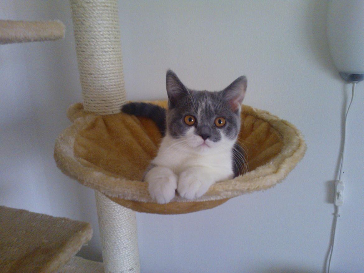 British Shorthair DK Mavika's Mælkebøtte (aka Aya) - Smukke Aya billede 6
