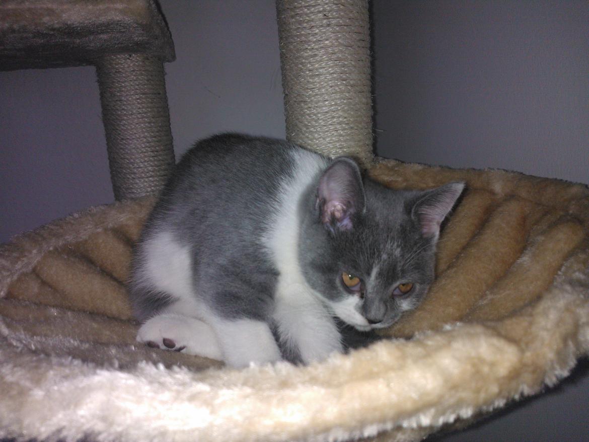 British Shorthair DK Mavika's Mælkebøtte (aka Aya) billede 7