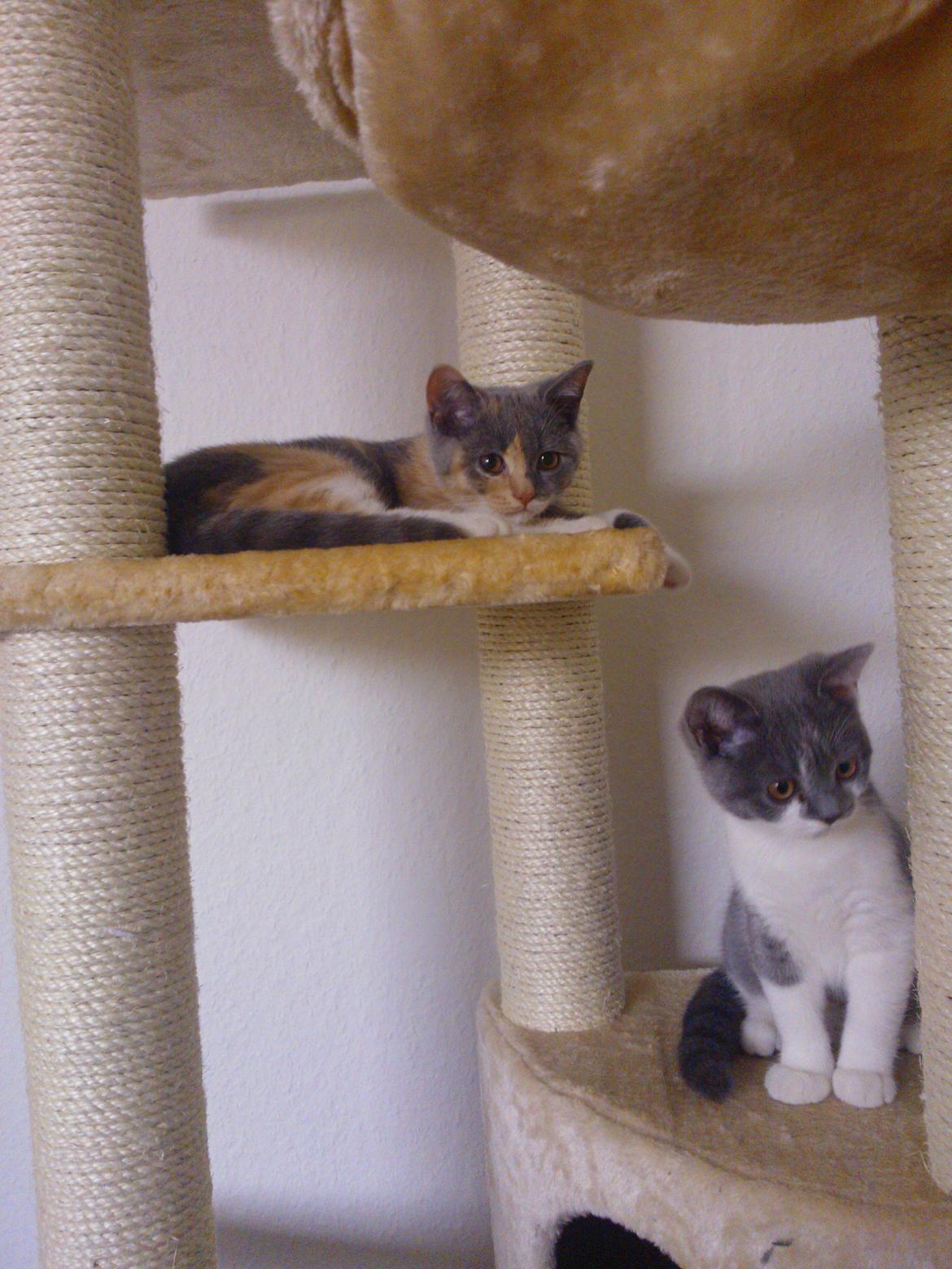 British Shorthair DK Mavika's Mælkebøtte (aka Aya) billede 8