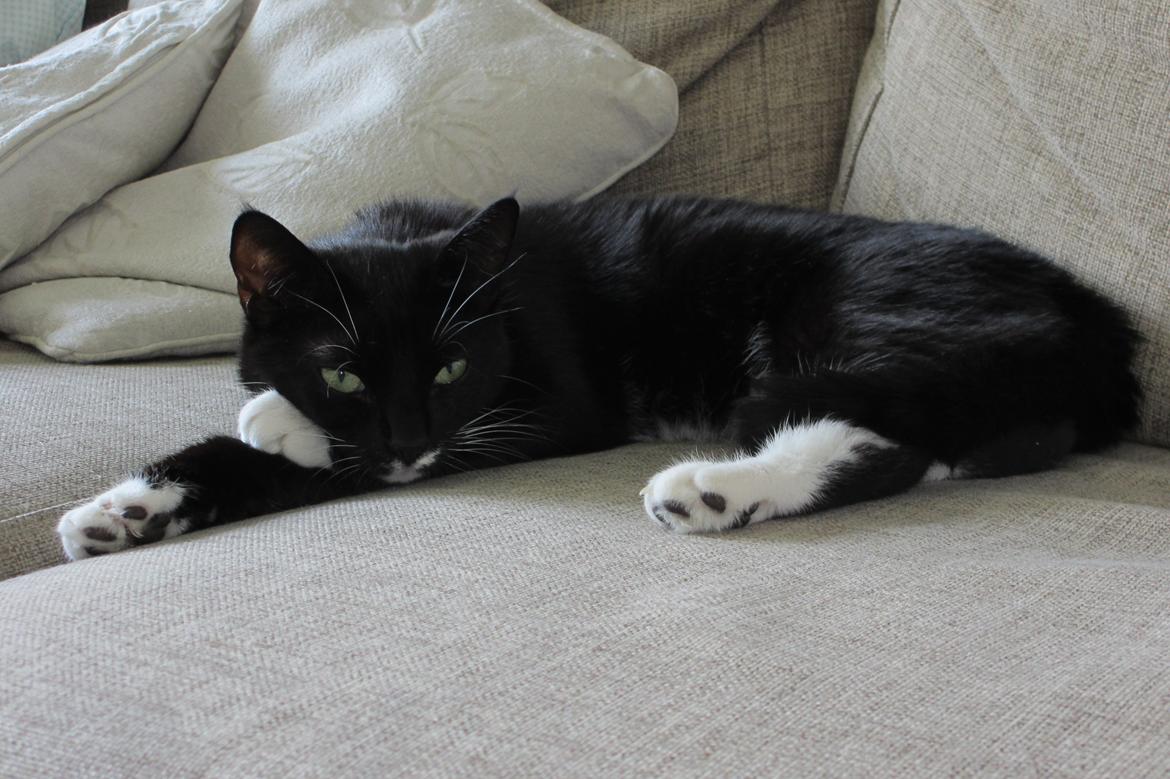 Huskat Helene billede 5