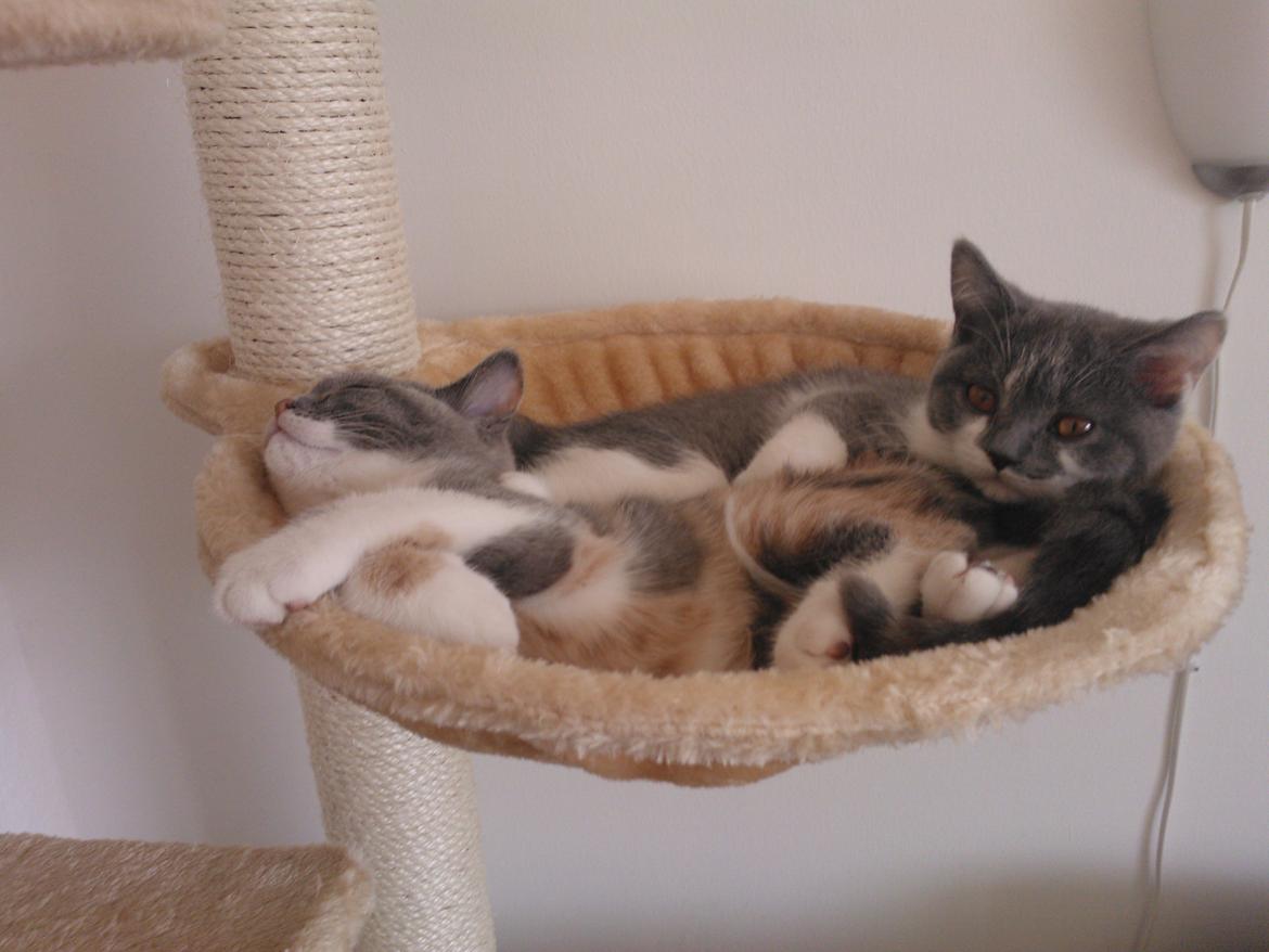 British Shorthair DK Mavika's Mælkebøtte (aka Aya) - Søsterhygge i køjen :)  billede 9