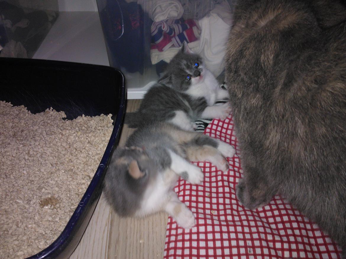 British Shorthair DK Mavika's Mælkebøtte (aka Aya) - Da vi så hende og søster første gang hos avler :)  billede 2