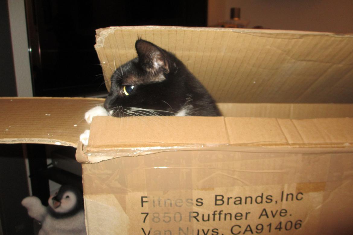 Huskat Helene billede 6