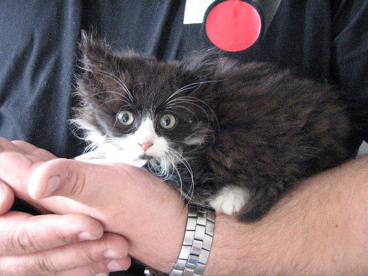 Blanding af racer Bobby - Lillebobs, da jeg kom hjem med hende. billede 1