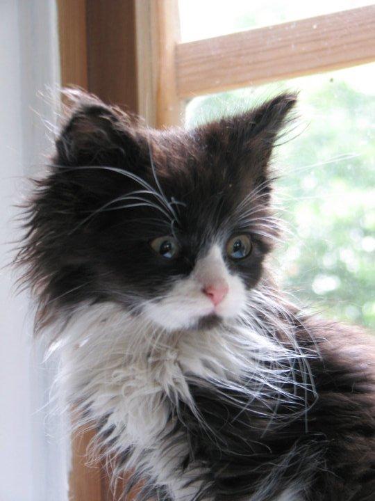 Blanding af racer Bobby - Hun er smuk. billede 2