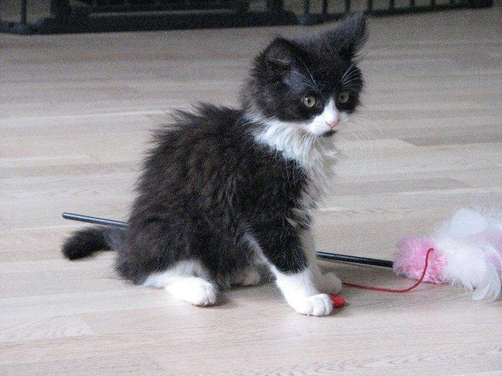 Blanding af racer Bobby - Nuhh. billede 4