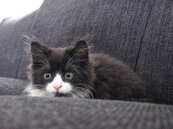 Blanding af racer Bobby - Frækkert. billede 3