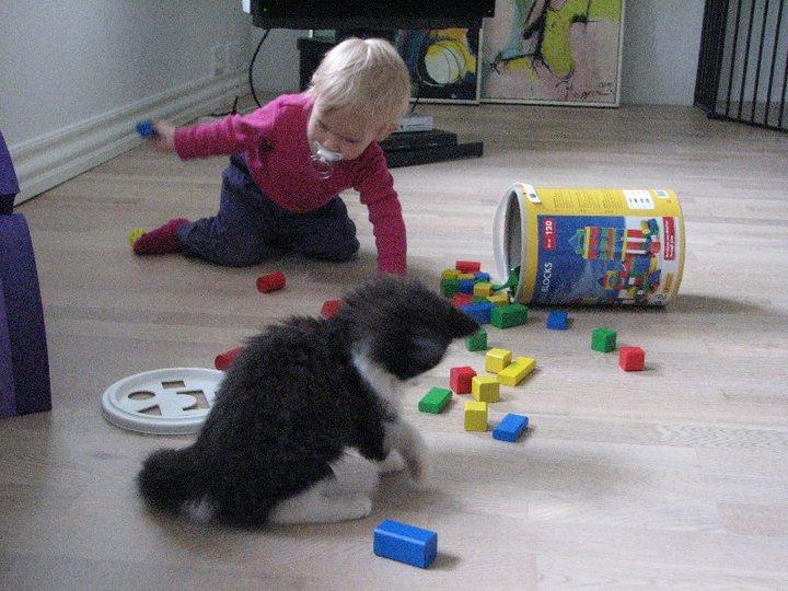 Blanding af racer Bobby - Bobby og vores datter leger. billede 5