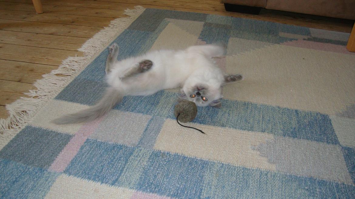 Ragdoll Miss Nova billede 8
