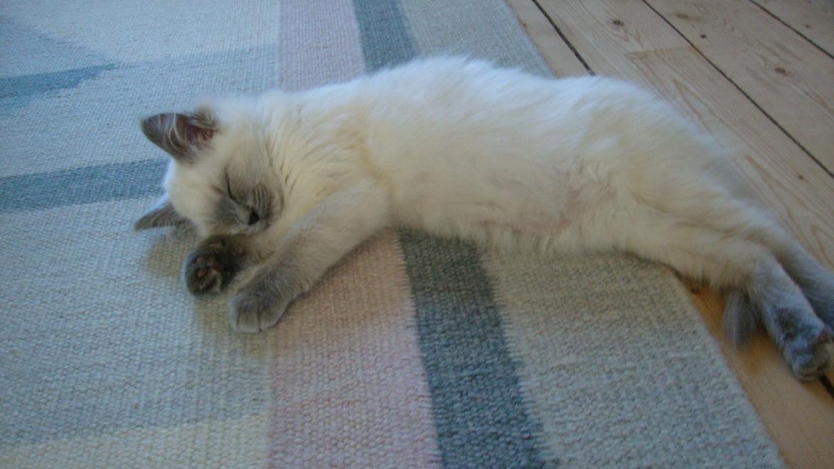 Ragdoll Miss Nova - Det er hårdt at være lille <3 billede 9
