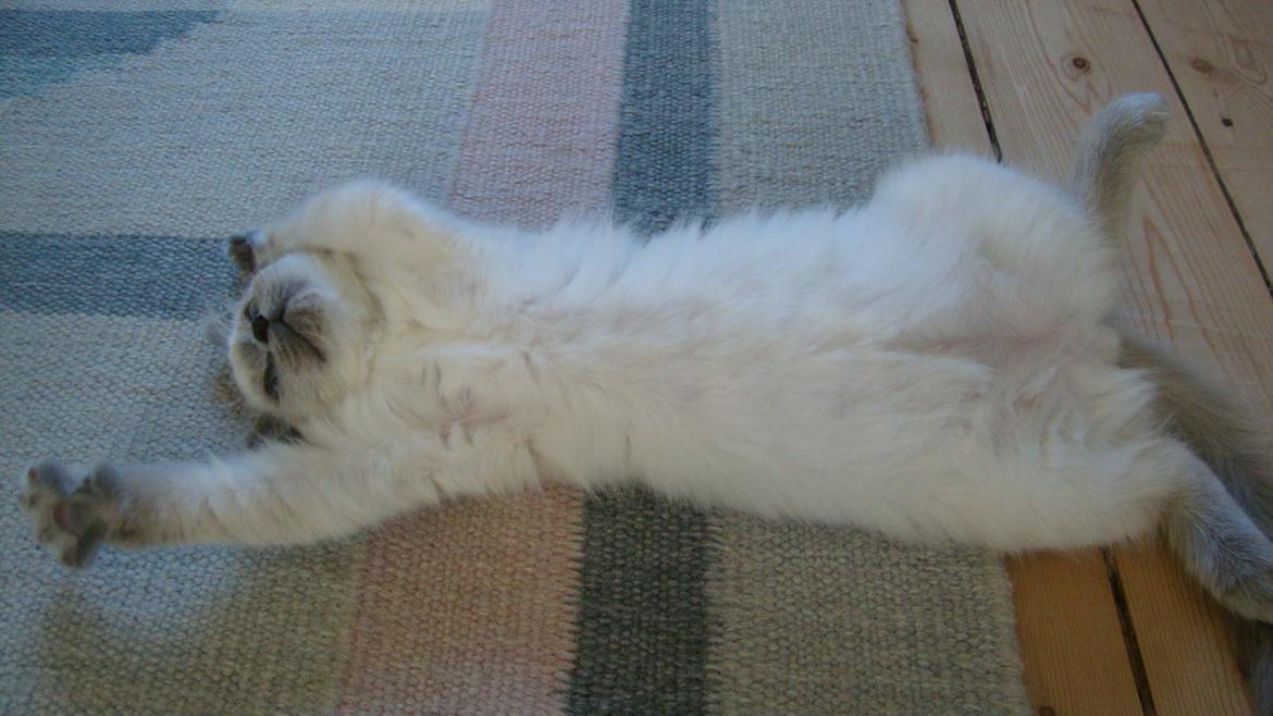 Ragdoll Miss Nova billede 10