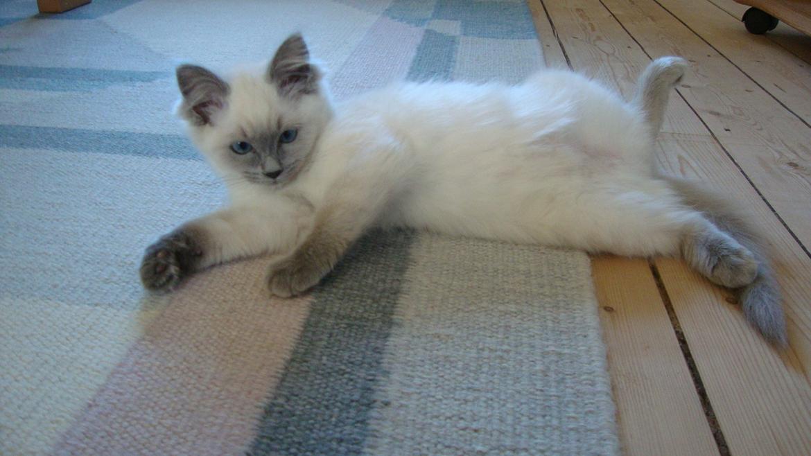 Ragdoll Miss Nova - Fyldt med spilopper... billede 11