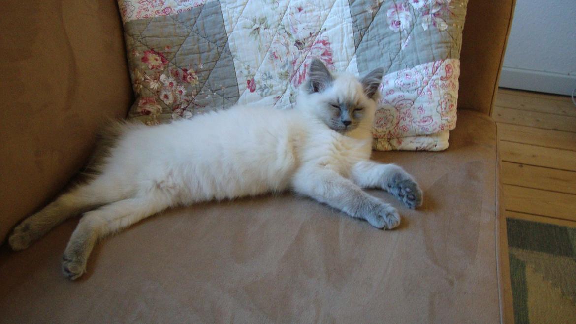 Ragdoll Miss Nova billede 12