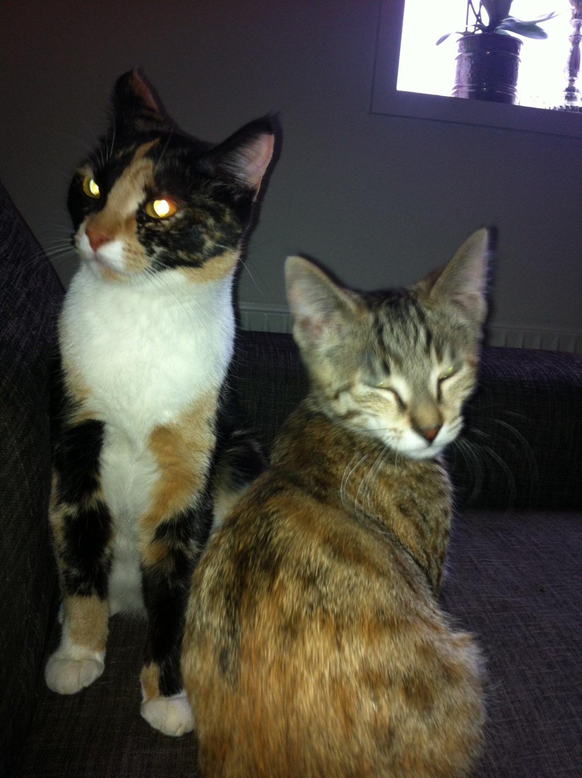 Blanding af racer Mille *Efterlyst* - Mille og Safir.<3 billede 8