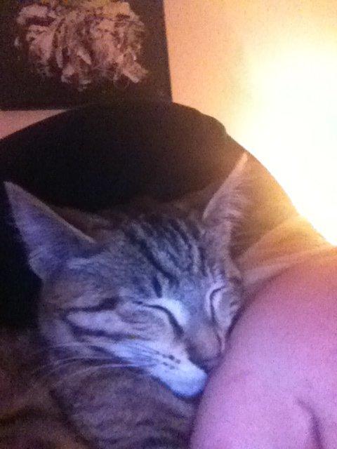 Blanding af racer Mille *Efterlyst* - Slapper af, med min Mille-mus...
 billede 9