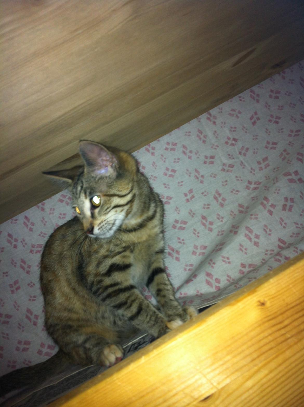 Blanding af racer Mille *Efterlyst* billede 10