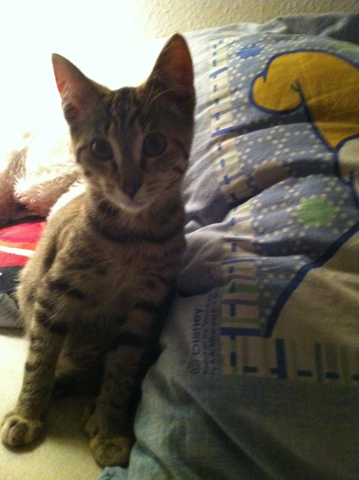 Blanding af racer Mille *Efterlyst* billede 11