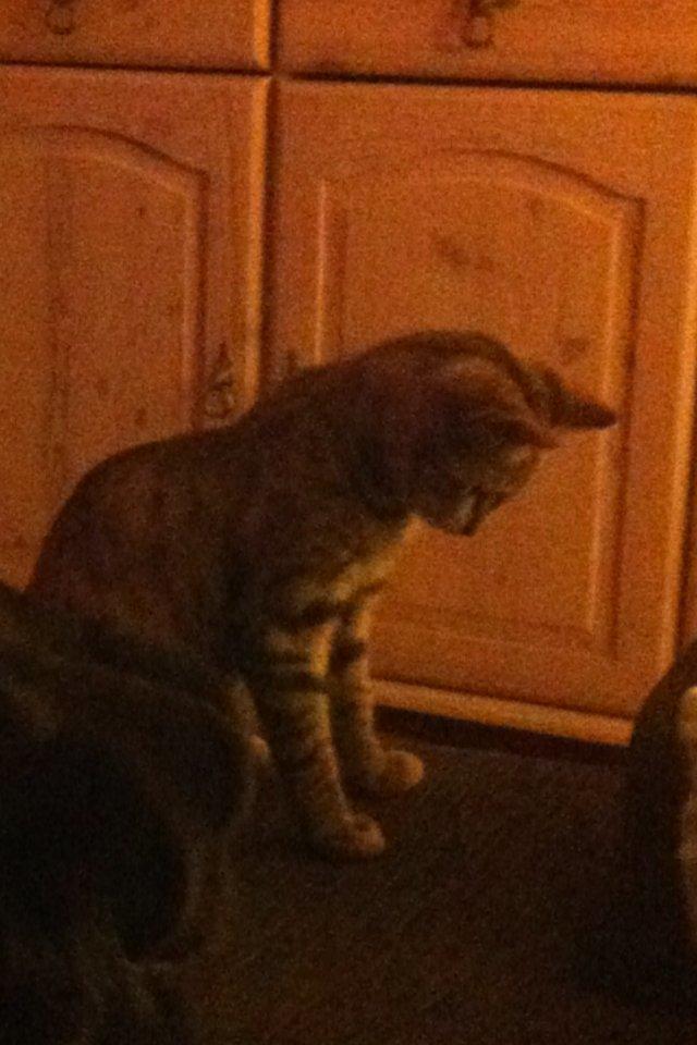 Blanding af racer Mille *Efterlyst* - Skygge???
 billede 12