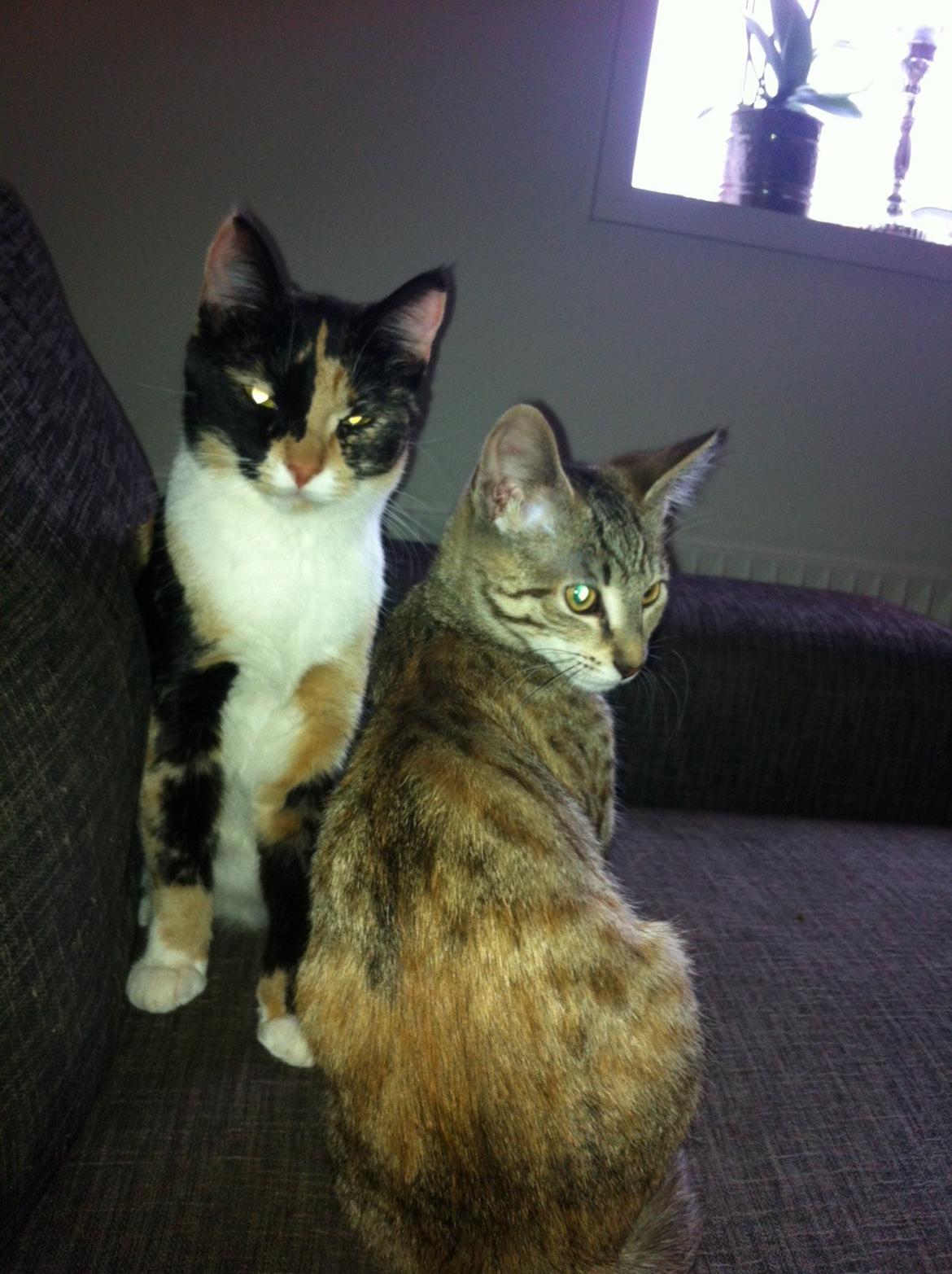 Blanding af racer Mille *Efterlyst* - Mille og Safir igen.<3 billede 13