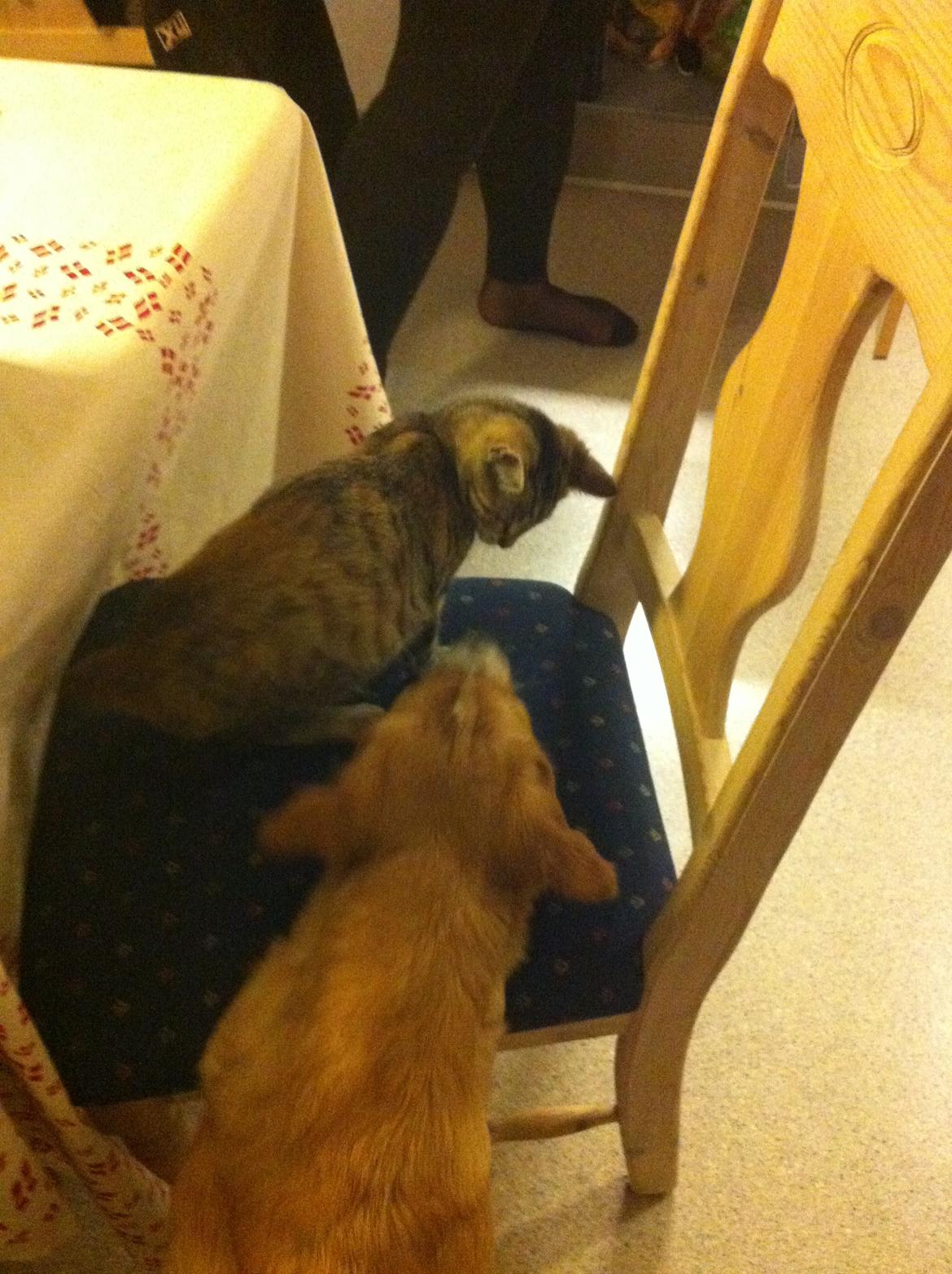 Blanding af racer Mille *Efterlyst* - Kenzo dutter Mille.... billede 14