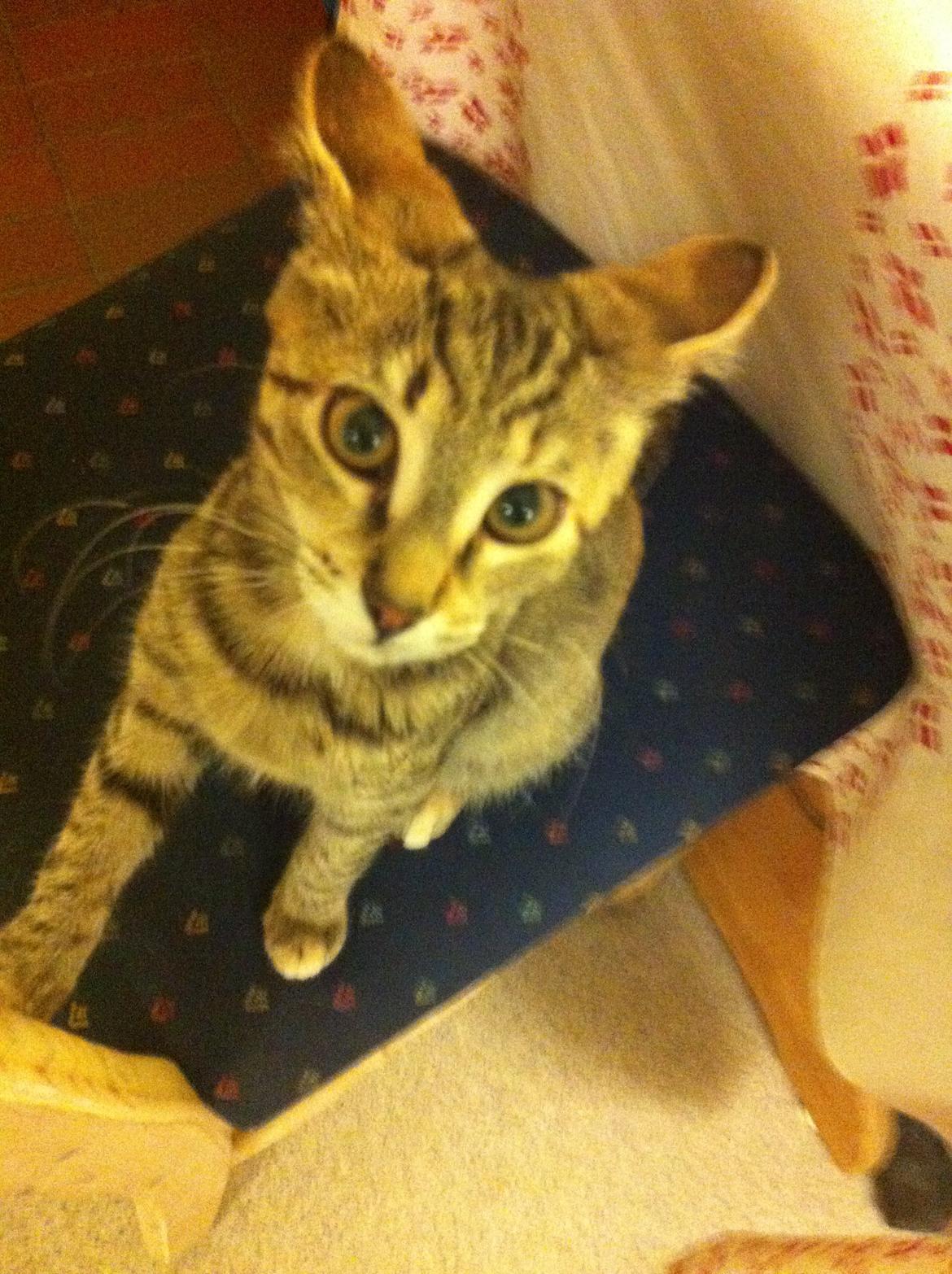 Blanding af racer Mille *Efterlyst* - Mille, når hun er liiiiiidt muggen. billede 15