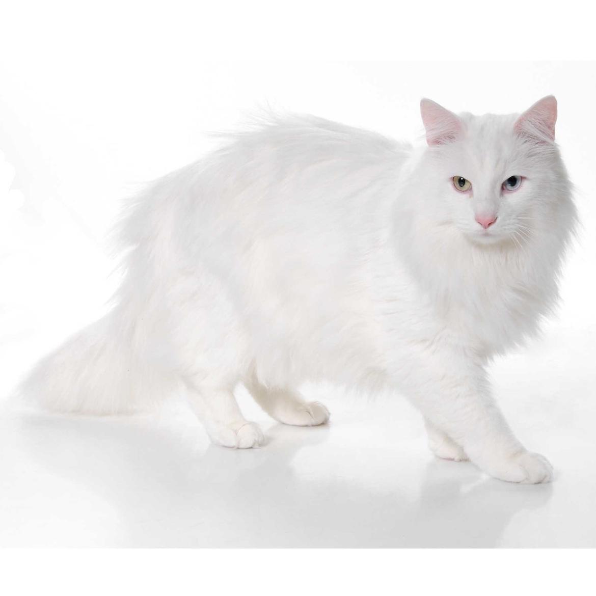 Norsk Skovkat *Avalon* - Dk Theen's Bromus billede 1