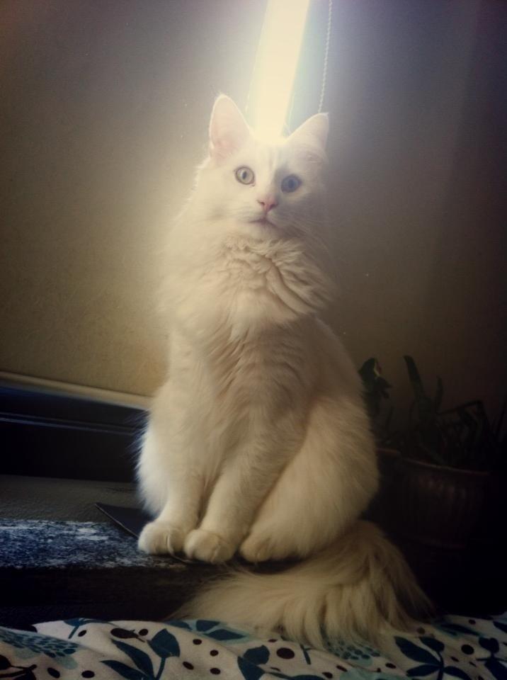 Norsk Skovkat *Avalon* - Dk Theen's Bromus billede 2