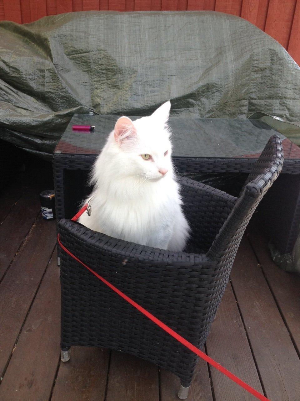 Norsk Skovkat *Avalon* - Dk Theen's Bromus billede 16