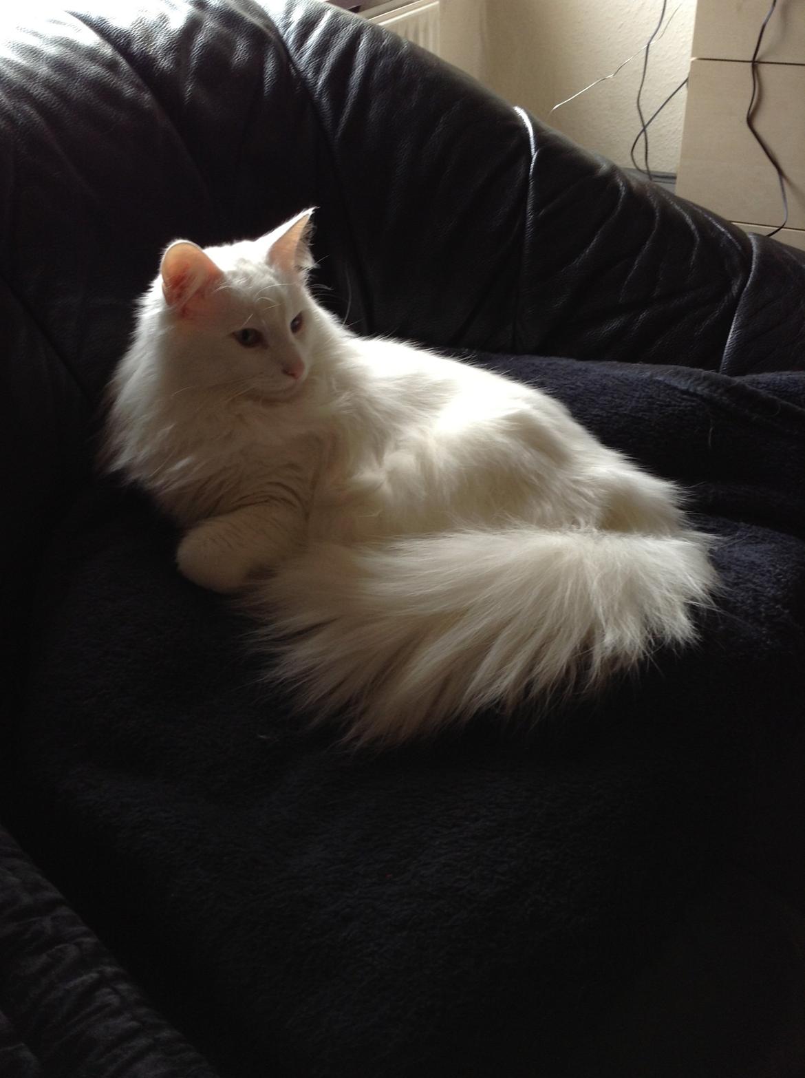 Norsk Skovkat *Avalon* - Dk Theen's Bromus billede 17