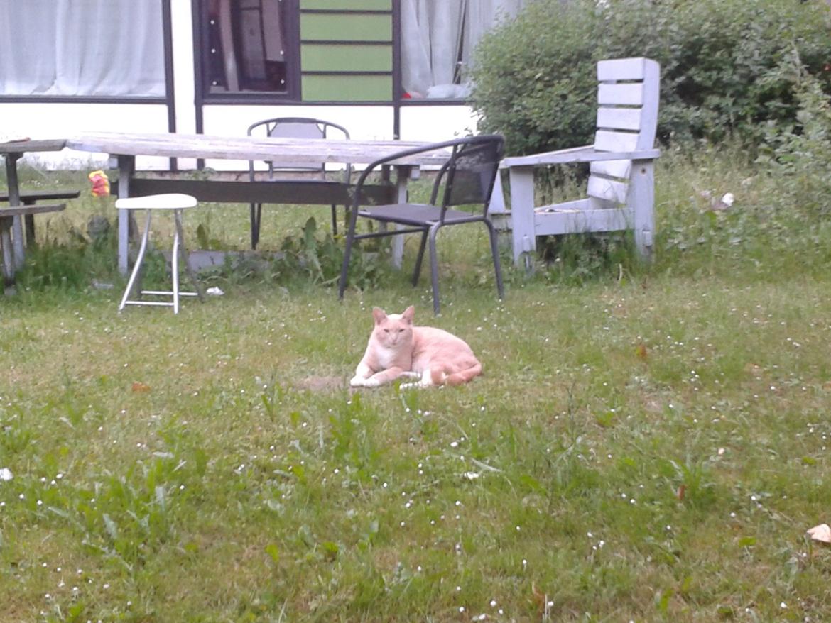 Huskat Peanut - Nyder haven, uhh det er skønt! billede 21