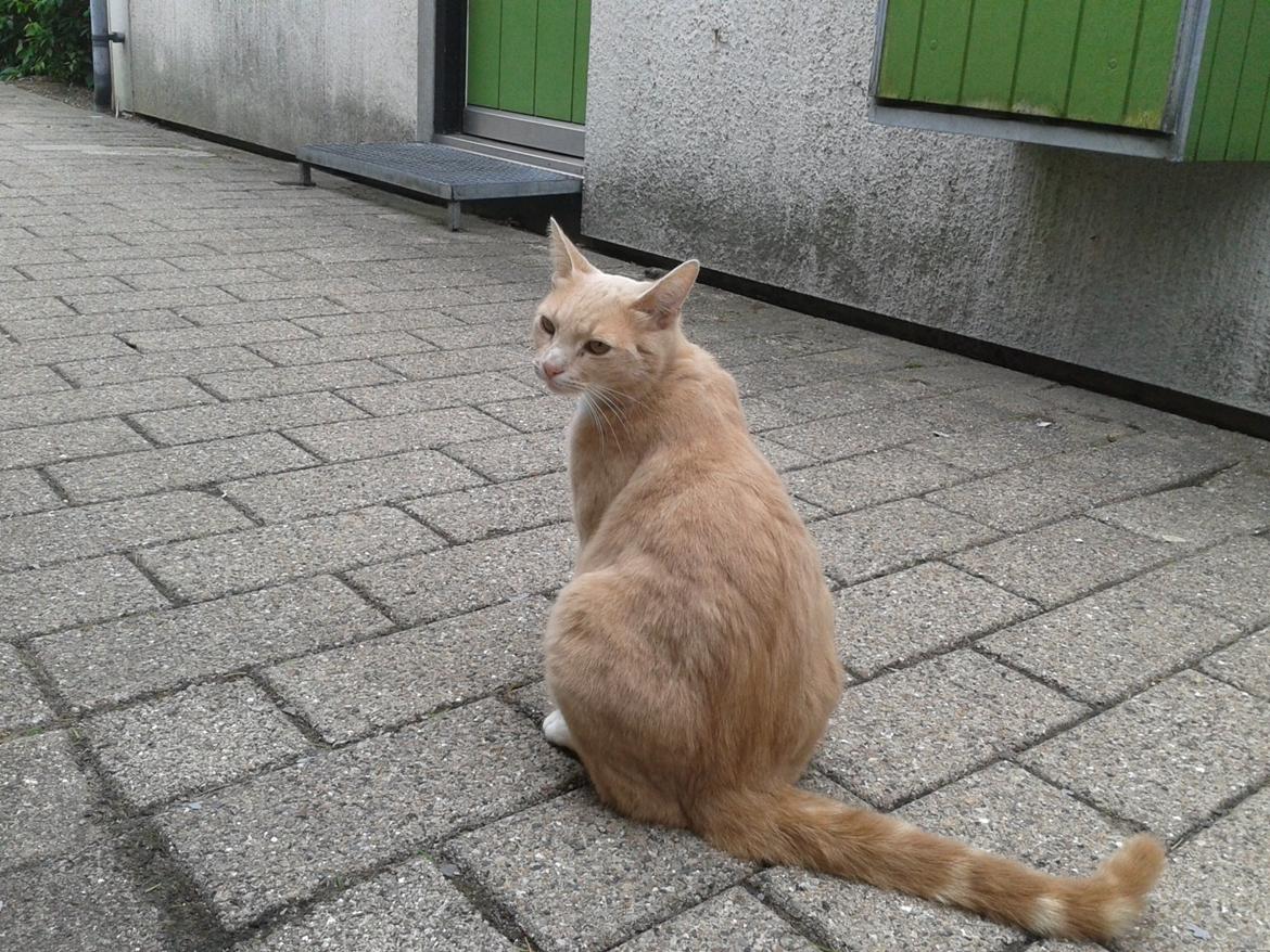 Huskat Peanut billede 22