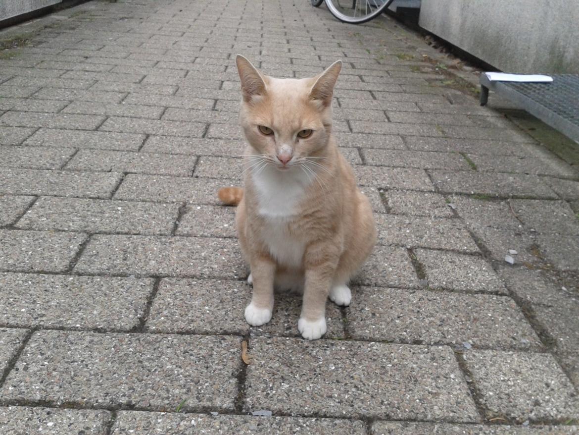 Huskat Peanut - Dejlig cremekat med skønt killingefjæs! billede 23