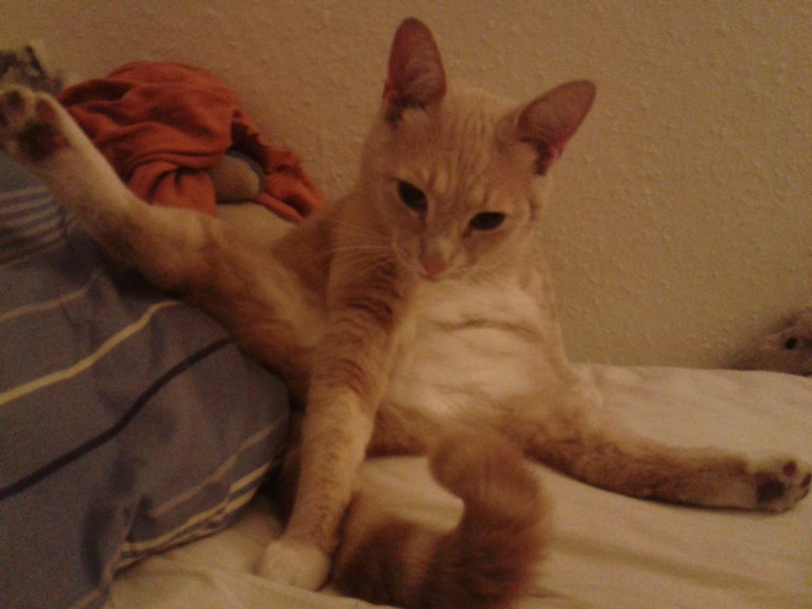 Huskat Peanut - Spagatkat! billede 24