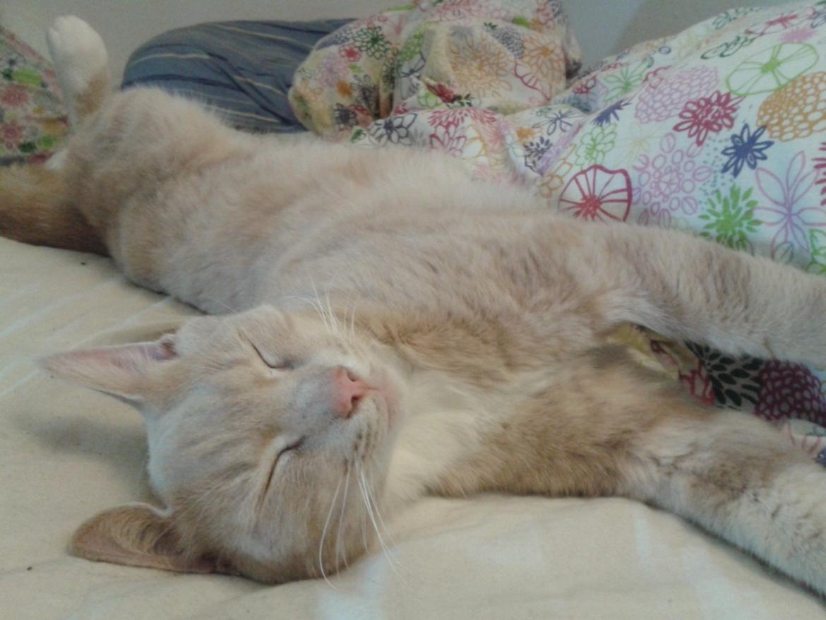 Huskat Peanut billede 25