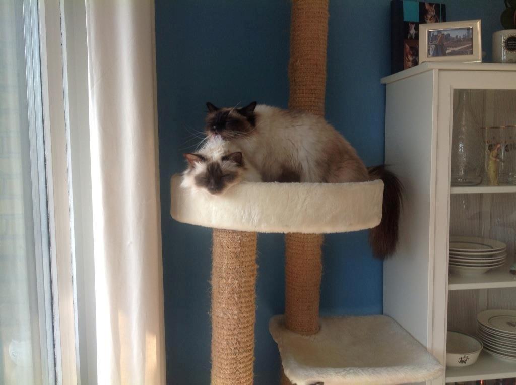 Hellig Birma James billede 12