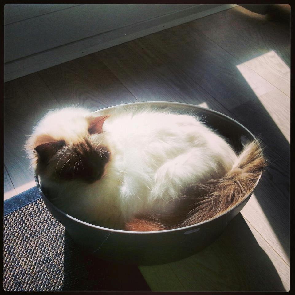 Hellig Birma James billede 13